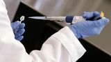 Ottenuti per la prima volta embrioni misti uomo maiale Ottenuti per la prima volta embrioni misti uomo maiale