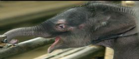 Festa allo zoo di Berlino, nasce l'elefantino