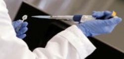Ottenuti per la prima volta embrioni misti uomo maiale