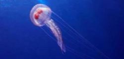 Medjellyrisk : Prime reti anti-meduse in Italia Medjellyrisk : Prime reti anti-meduse in Italia