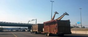 Pretoria : Giraffa muore battendo la testa contro un ponte troppo basso Pretoria : Giraffa muore battendo la testa contro un ponte troppo basso