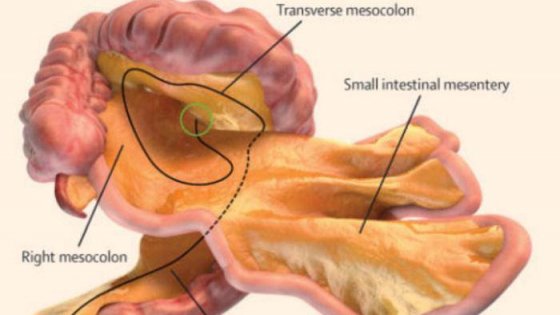 Il mesentere o mesenterio Il mesentere o mesenterio
