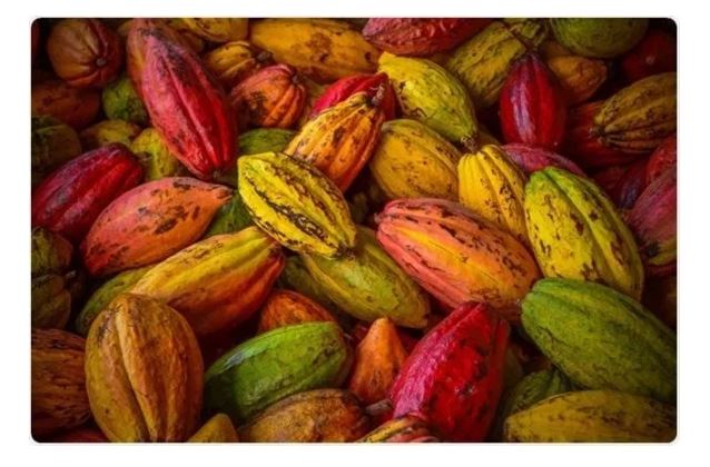 Le bevande al cacao potrebbero migliorare l'arteriopatia periferica degli arti inferiori Le bevande al cacao potrebbero migliorare l'arteriopatia periferica degli arti inferiori