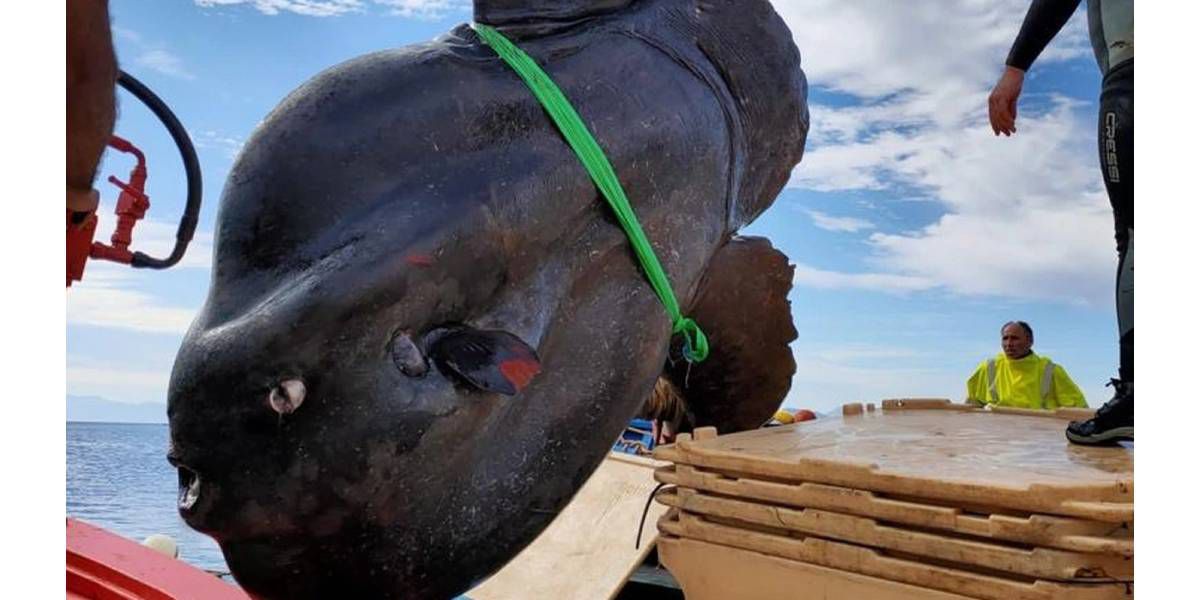 In Spagna i pescatori hanno catturato un enorme pesce luna di oltre 3 metri