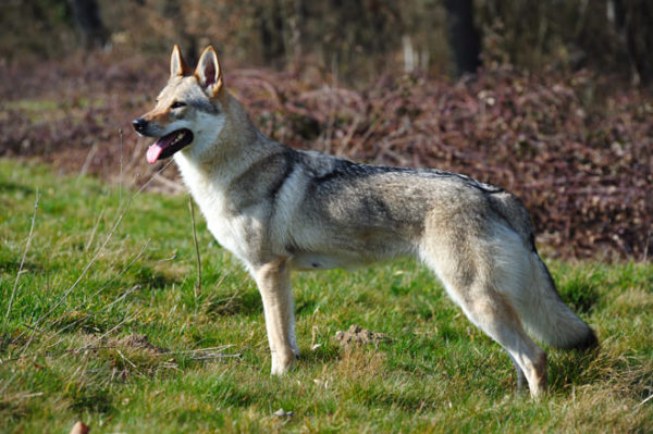 Grugliasco: Donna Sbranata Da Cane Lupo Cecoslovacco