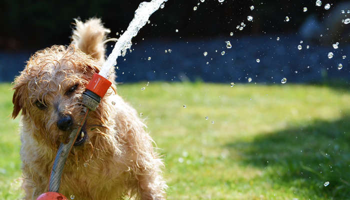 Estate e caldo : Come prenderti cura del tuo cane