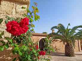 Le rose sono già fiorite nella Masseria Chicco Rizzo