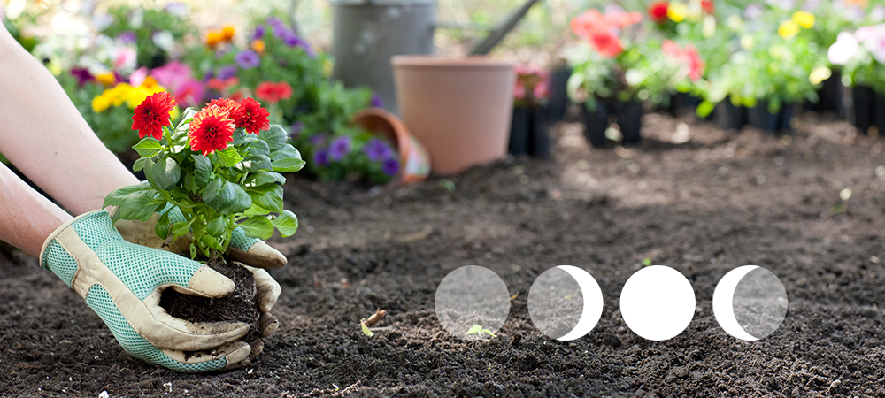 Perché fare giardinaggio secondo le fasi lunari?