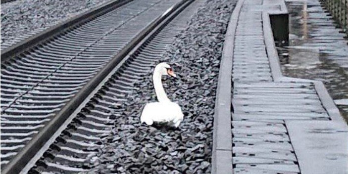 Germania, un cigno in lutto ritarda venti treni