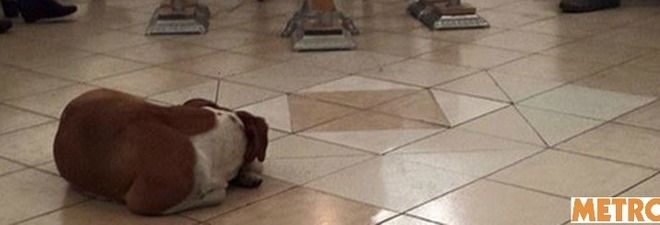 Margarita Suarez nutre per anni cani randagi : Al suo funerale vegliano salma Margarita Suarez nutre per anni cani randagi : Al suo funerale vegliano salma