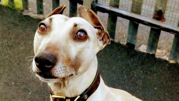 Sam è il cane più solo e sfortunato del mondo! Aspetta una casa da quasi 3 anni, nessuno lo vuole