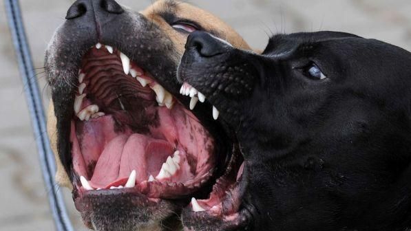 Pitbull aggrediscono 4 persone! 85enne in gravi condizioni