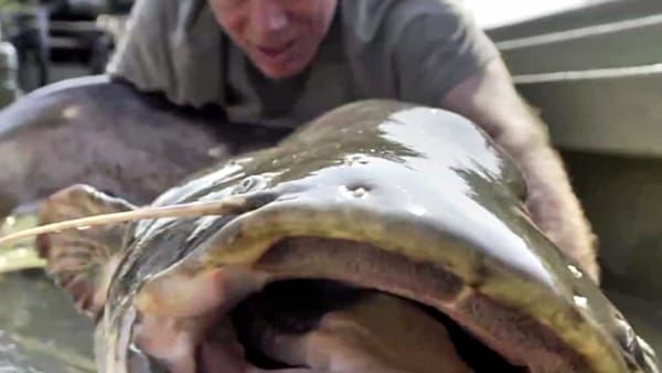 Il mostro del Garda! Jeremy Wade di River Monsters ha preso un pesce da oltre 100 kg