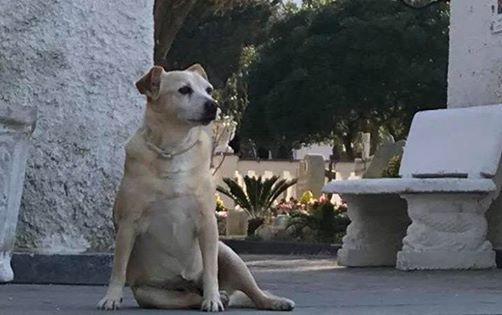 Da 10 anni veglia la tomba del suo padrone! La storia della cagnolina Nicoletta