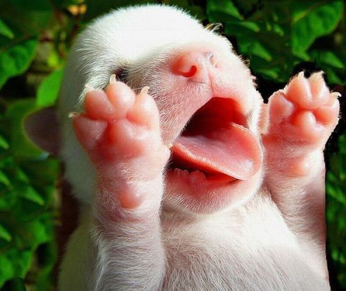sonno sonno