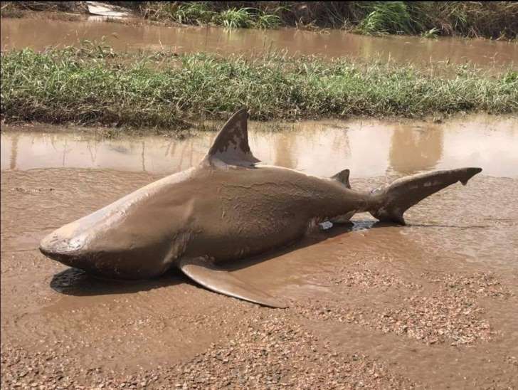 Australia : surfista 17enne uccisa da uno squalo Australia : surfista 17enne uccisa da uno squalo