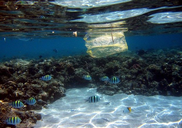 Ispra : 77% di rifiuti in mare è plastica