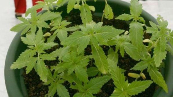 Donald Trump appoggia la legge a favore marijuana Donald Trump appoggia la legge a favore marijuana