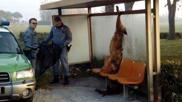 Coriano/ Lupo ucciso e appeso a fermata bus : due denunciati Coriano/ Lupo ucciso e appeso a fermata bus : due denunciati