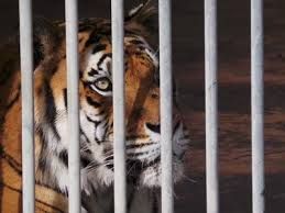 Voleva accarezzare la tigre allo zoo! 29enne rischia di perdere un braccio