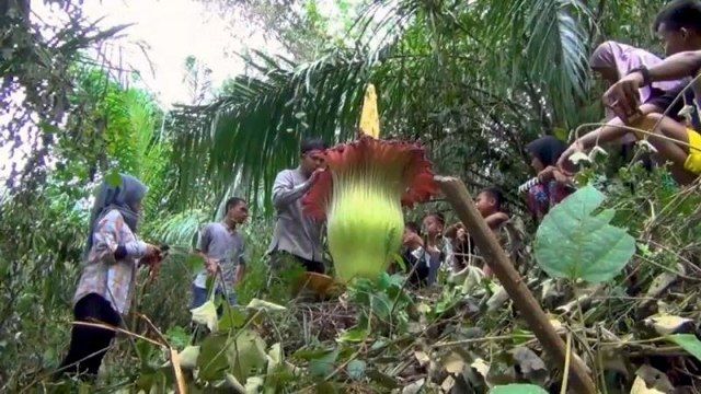 Aro Titano : nella foresta indonesiana il fiore più grande del mondo