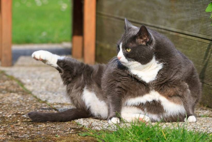 Disturbano! Mount Barker è il paese con il coprifuoco per i gatti