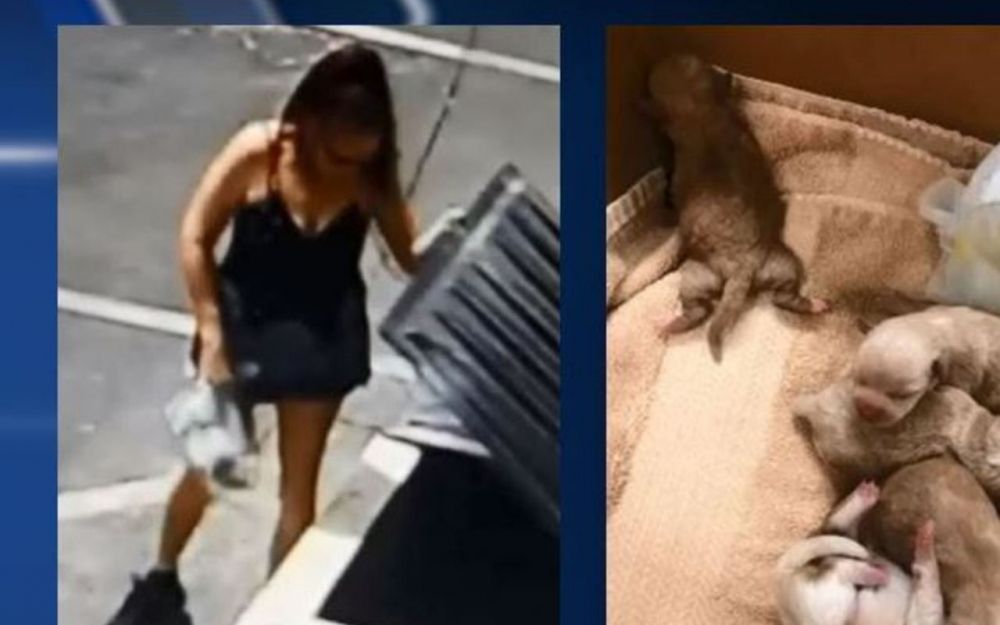 Getta cuccioli di cane nella spazzatura! Incastrata dal video delle telecamere