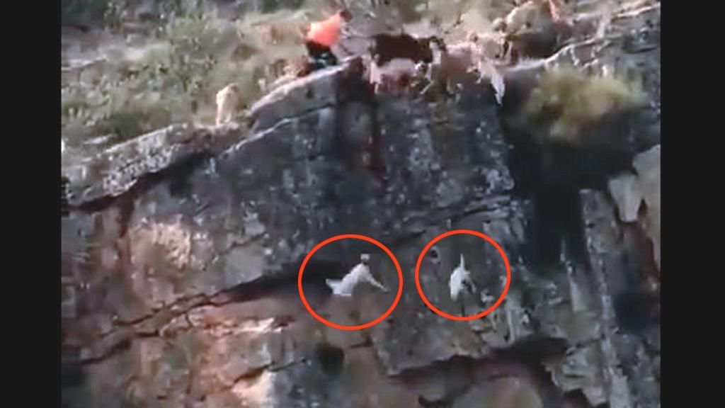 Vergogna! 12 cani cadono nel vuoto inseguendo un cervo