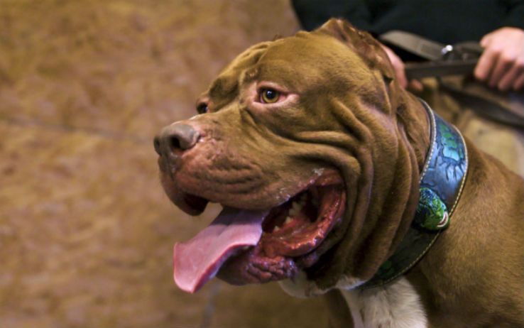 Monza : pitbull azzanna due bambini nel cortile di casa
