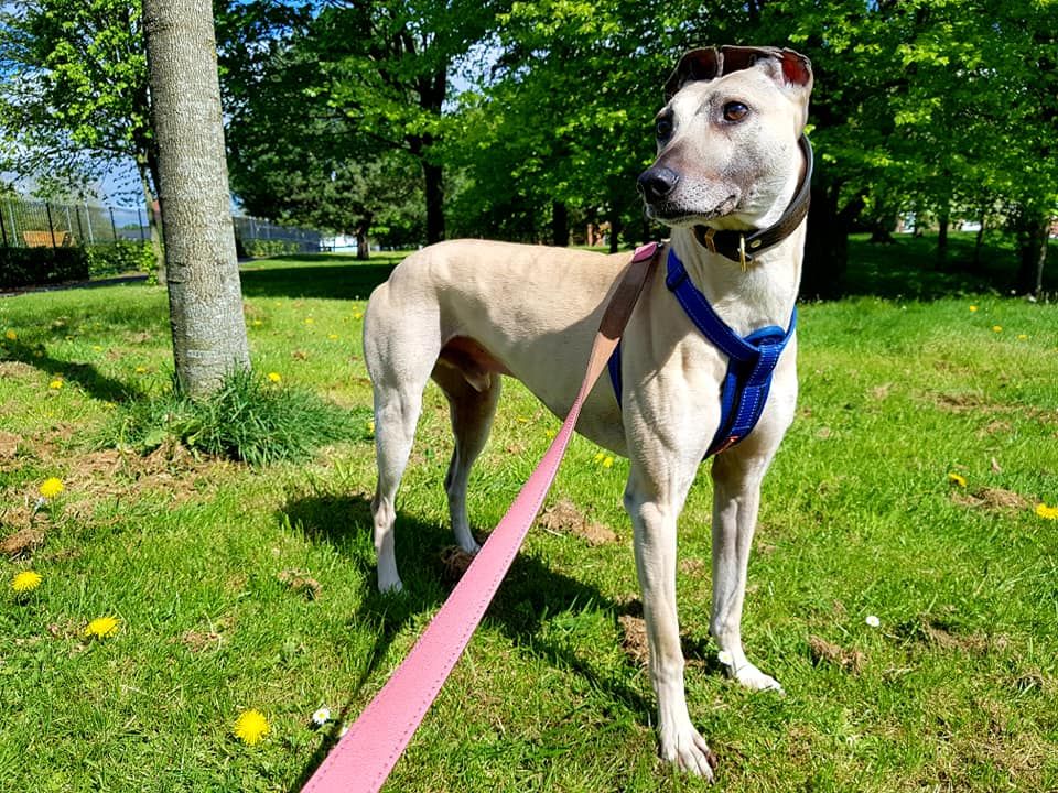 Sam è il cane più sfortunato della Gran Bretagna! Da 900 giorni aspetta una famiglia