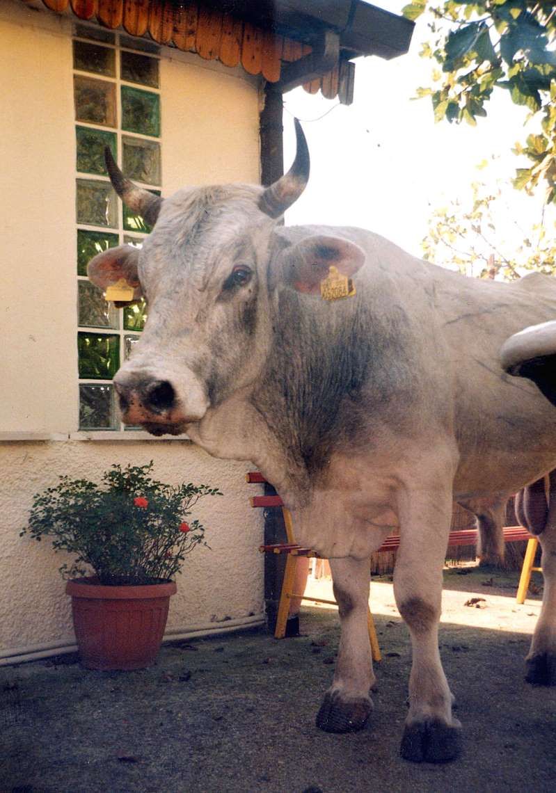 Belluno : toro imbizzarrito uccide il veterinario Paolo Casarin