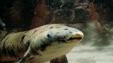 Acquario di Chicago : Soppresso il più longevo pesce polmonato Acquario di Chicago : Soppresso il più longevo pesce polmonato