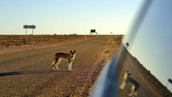 Per un pelo! Dingo entra in camper e trascina via bimbo di 14 mesi