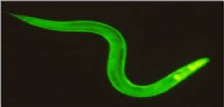 Caenorhabditis elegans : Il verme mutante per bere senza ubriacarsi