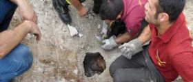 Pordenone, Fidel, il cagnolino scomparso da 5 giorni : Incastrato in un buco in strada
