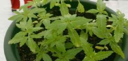 Donald Trump appoggia la legge a favore marijuana