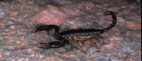 Curiosità: perché si sognano gli scorpioni? Curiosità: perché si sognano gli scorpioni?