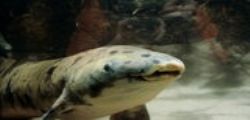 Acquario di Chicago : Soppresso il più longevo pesce polmonato