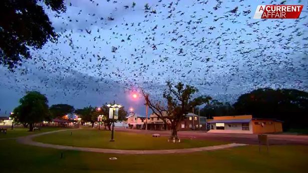 Invasione Di Pipistrelli In Australia - Video Invasione Di Pipistrelli In Australia - Video