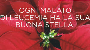 Per i pazienti ematologici ci sono stelle che fioriscono anche nei momenti più difficili, sono le Stelle di Natale AIL. Inizia stamani la vendita