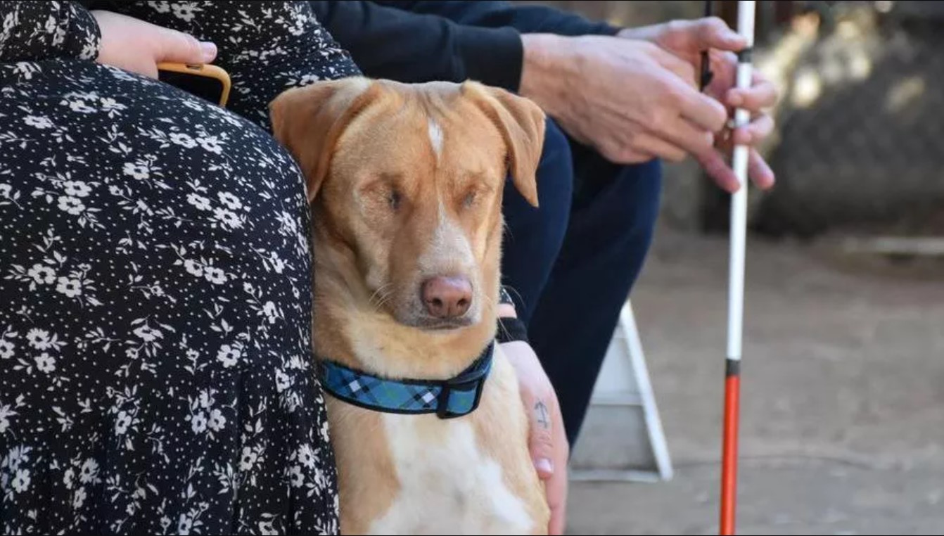 louis cane louis cane