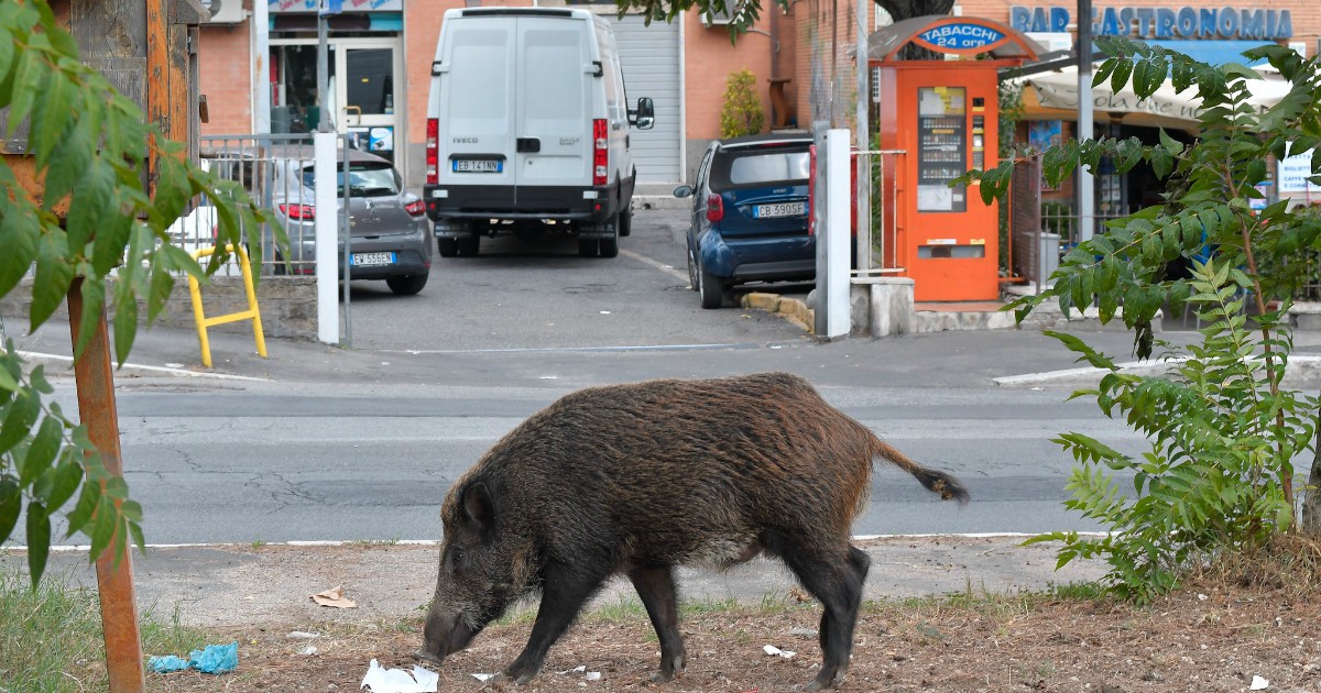 Cinghiali abbattuti a Roma : Una barbara esecuzione, alla storiella dei 5s animalisti non crede più nessuno Cinghiali abbattuti a Roma : Una barbara esecuzione, alla storiella dei 5s animalisti non crede più nessuno