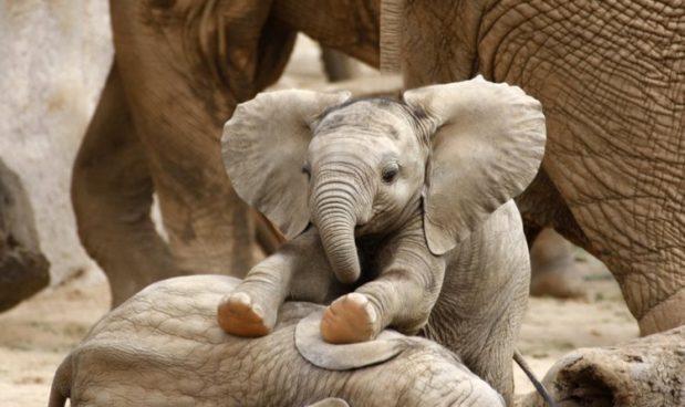 elefanti africani elefanti africani