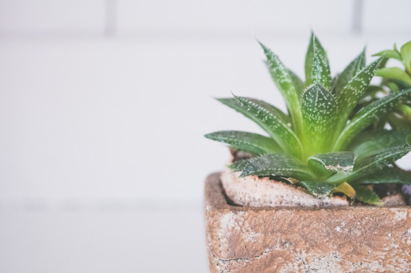 Integratori naturali a base di aloe vera