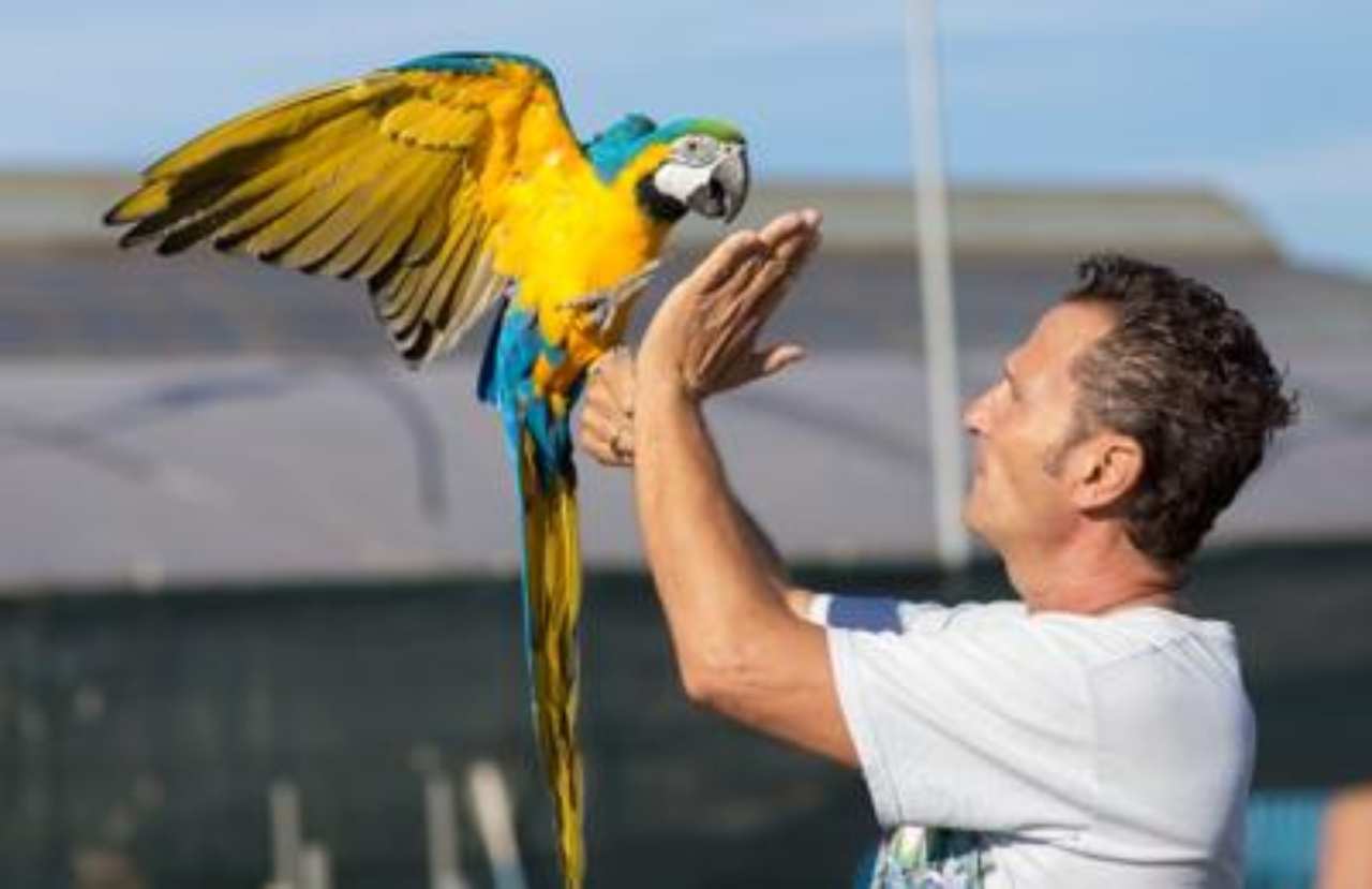 Enzo Salvi in lacrime! Africano gli prende a sassate il pappagallo Enzo Salvi in lacrime! Africano gli prende a sassate il pappagallo